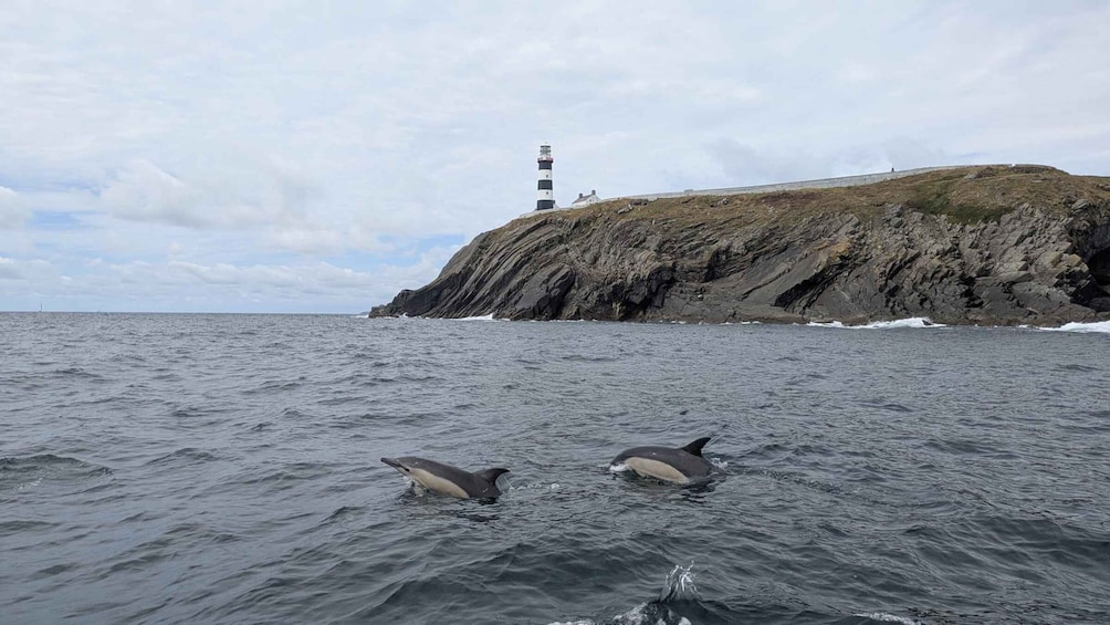 A lighthouse on a rocky cliff by the sea with two dolphins swimming nearby. 4