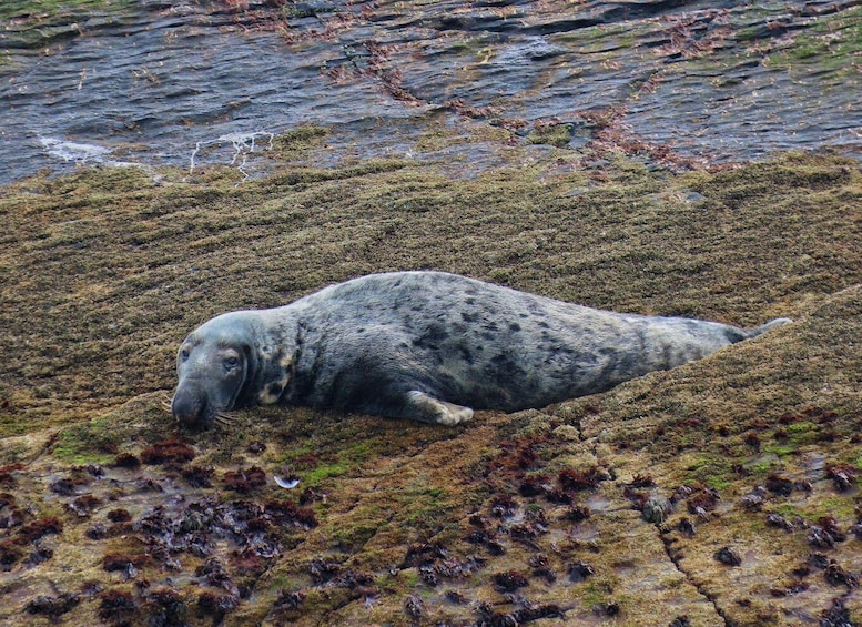 A seal resting on a moss-covered rock by the water. 5