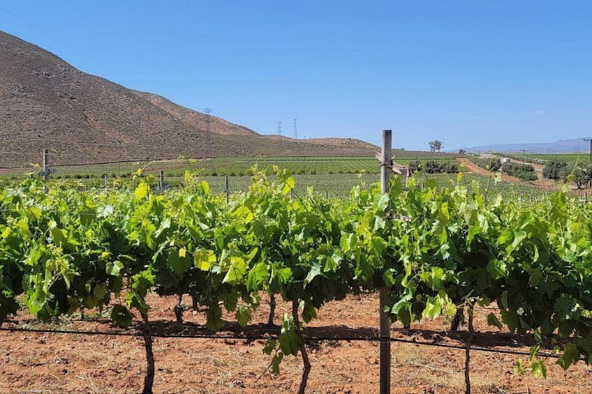 A vineyard with rows of grapevines, a clear sky, and a hilly landscape in the background. 2