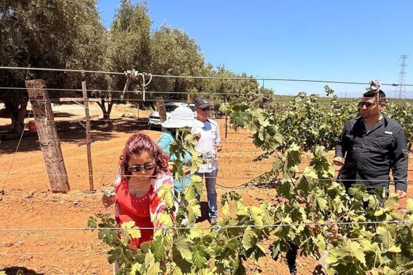 Private Vineyards Tour: Wine & Food Included 3