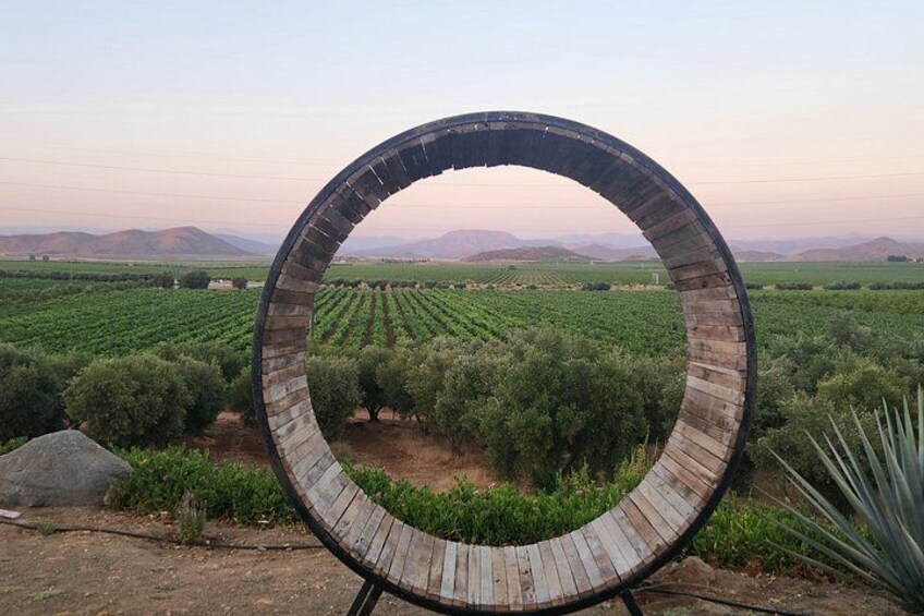 A circular wooden structure in a vineyard with rows of olive trees. 3