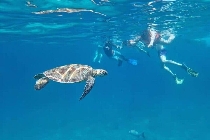Una tortuga marina nada bajo el agua con buzos. 4