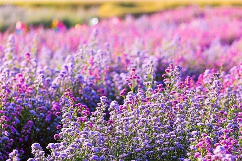 A field of purple flowers, likely lavender, with a blurred background of more flowers. 3