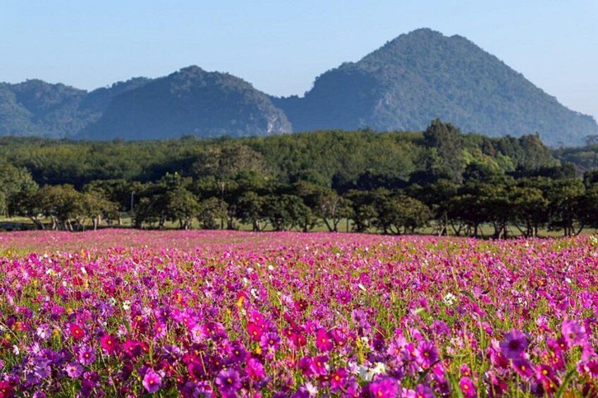 A field of vibrant pink and purple flowers with a mountain in the background. 5