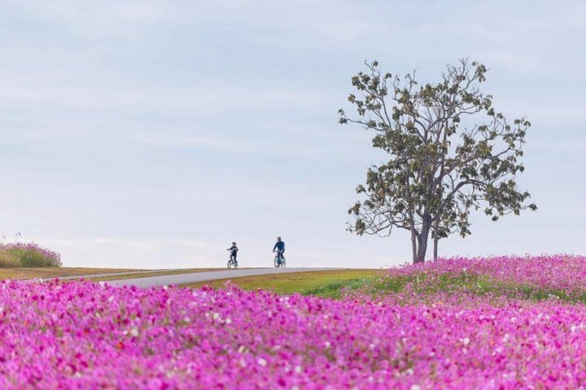 A field of pink flowers, a tree, and two people on bicycles. 4