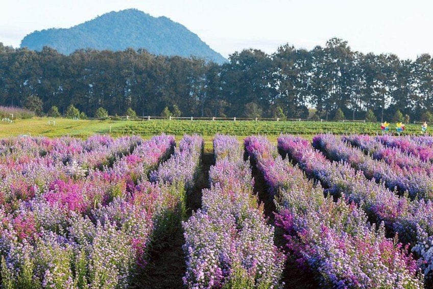 Lavender fields with a mountain in the background. 2