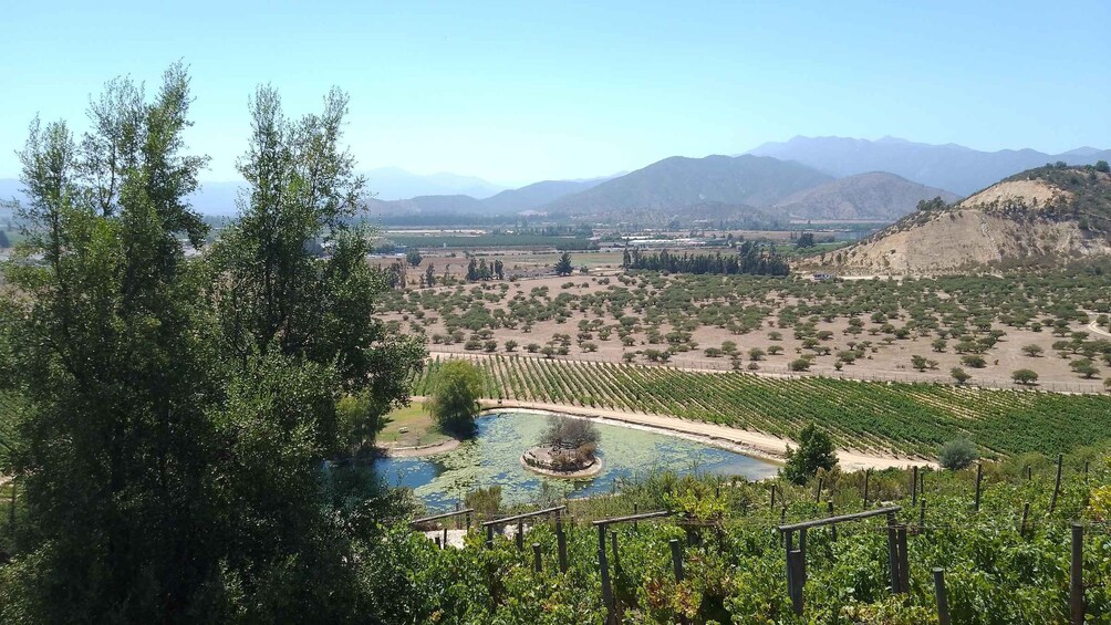 A vineyard with rows of grapevines, a circular pond, and distant mountains. 2
