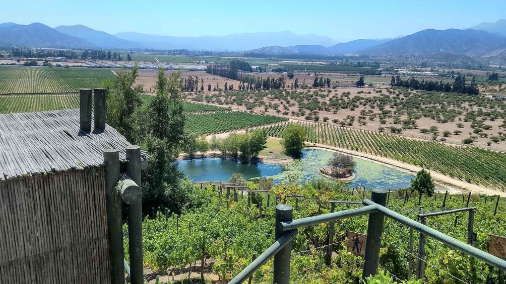 A vineyard with rows of grapevines, a small pond, and mountains in the background. 5