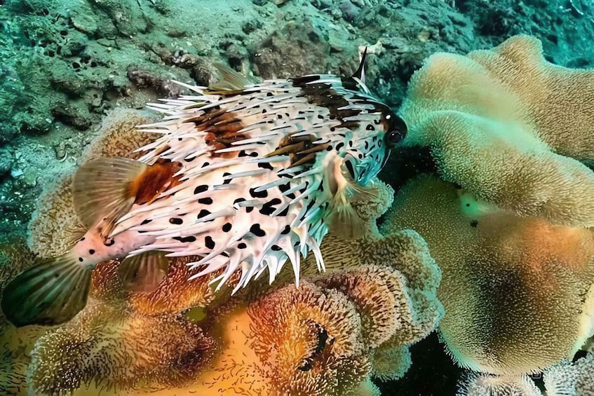 A fish with white and black spots resting on a coral reef. 4