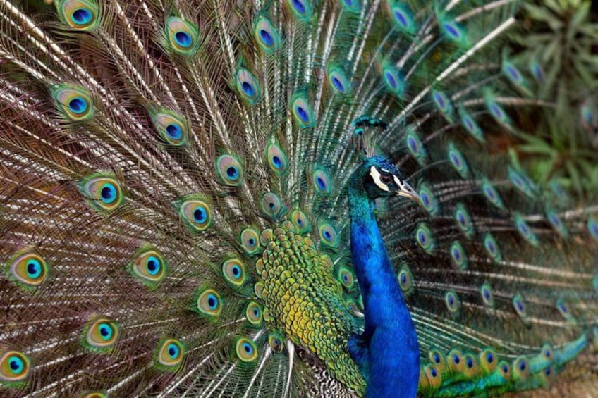 Un paon à la tête d'un bleu éclatant et à la queue ornée de plumes aux couleurs vives. 3