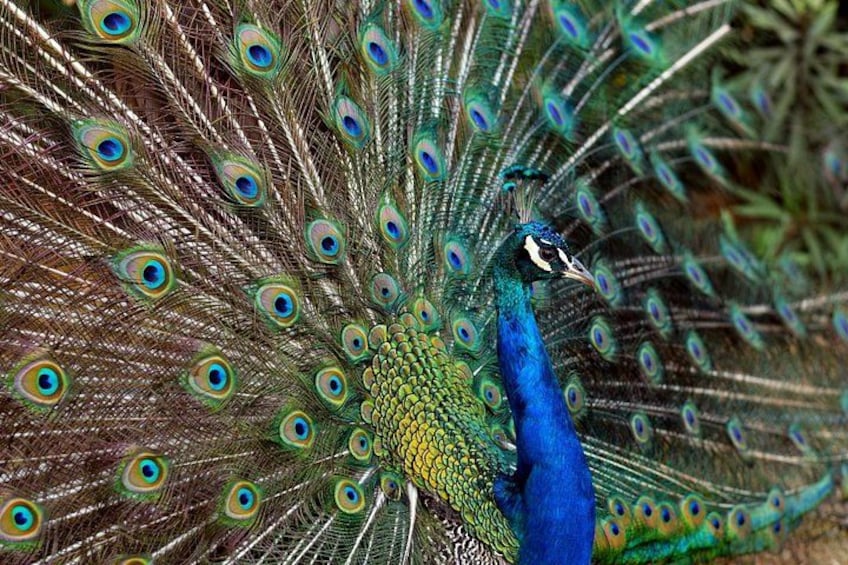 A peacock with a vibrant blue neck and a full display of iridescent tail feathers. 4