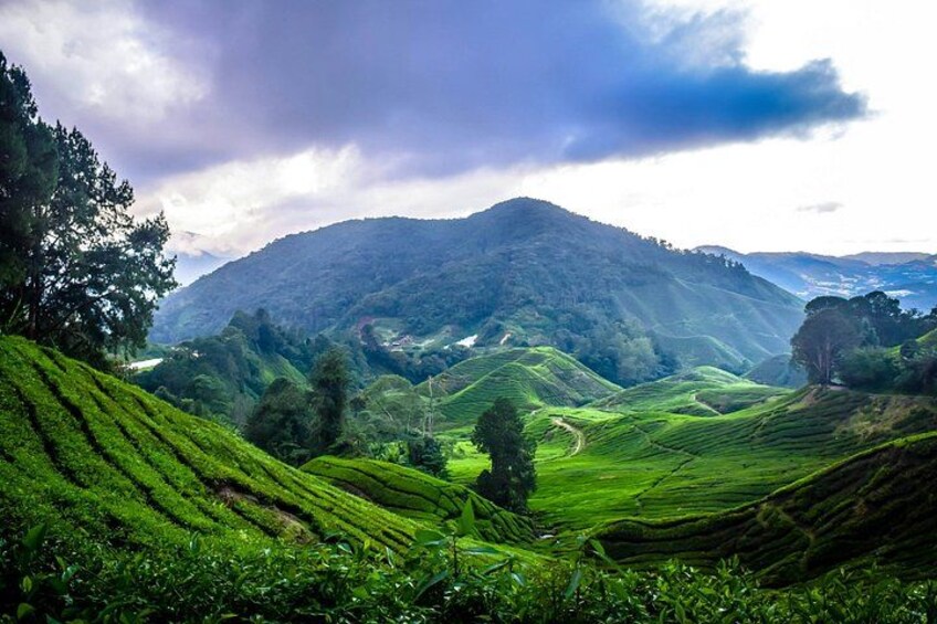 View from Gunung Brinchang peak overlooking the beautiful landscapes of Cameron Highlands. 1