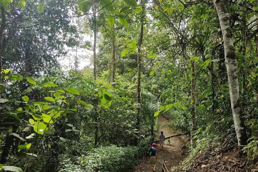 A forested hiking trail with dense vegetation and a person walking. 5
