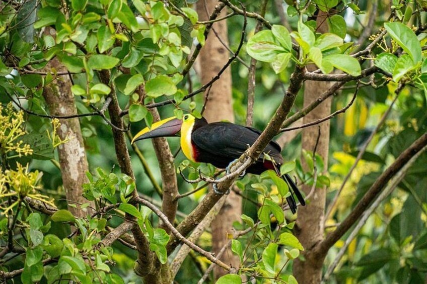 A toucan perched on a tree branch surrounded by green foliage. 2
