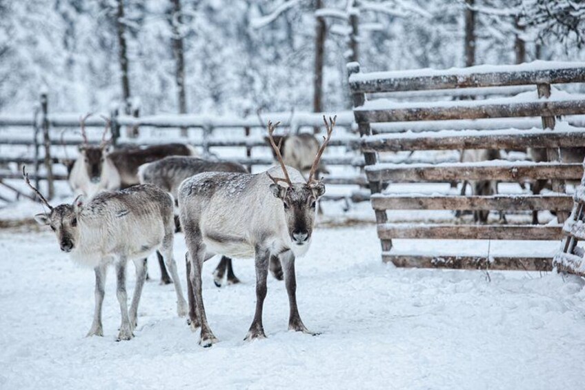 Renna in un recinto innevato con una recinzione di legno. 2