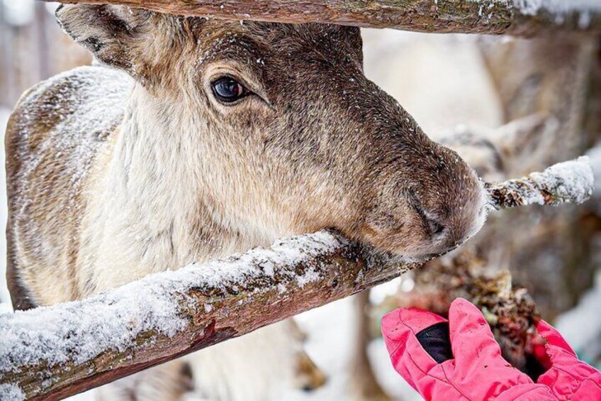 Un primo piano di un animale marrone con ventre bianco, forse un cervo, che spia da un ramo coperto di neve. 1
