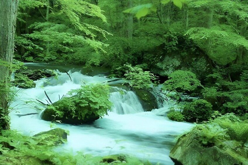 A forest stream with moss-covered rocks and lush greenery. 3