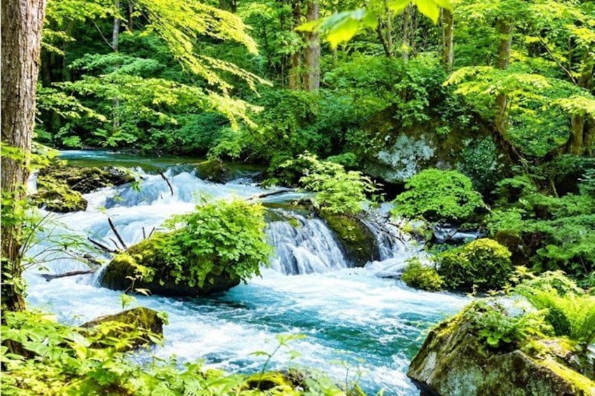 A forested area with a flowing river, rocks, and lush greenery. 5