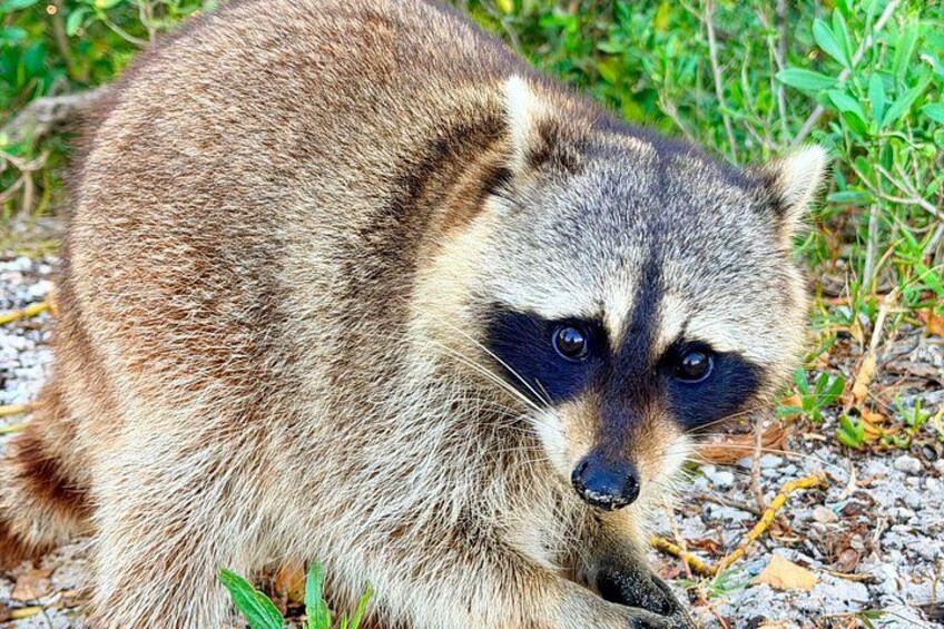 Miami: Guided Raccoon Island Walk & Sandbar Swim (2 Stops) 3