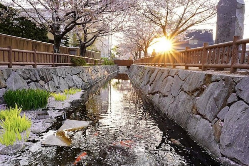A stone-lined canal with koi fish, cherry blossoms, and a wooden bridge. 4