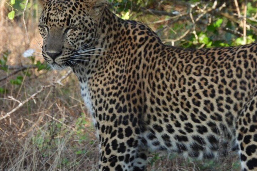A leopard with a spotted coat in a natural setting. 1