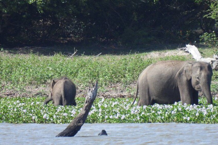 Two elephants near a riverbank with water lilies and a fallen tree. 3