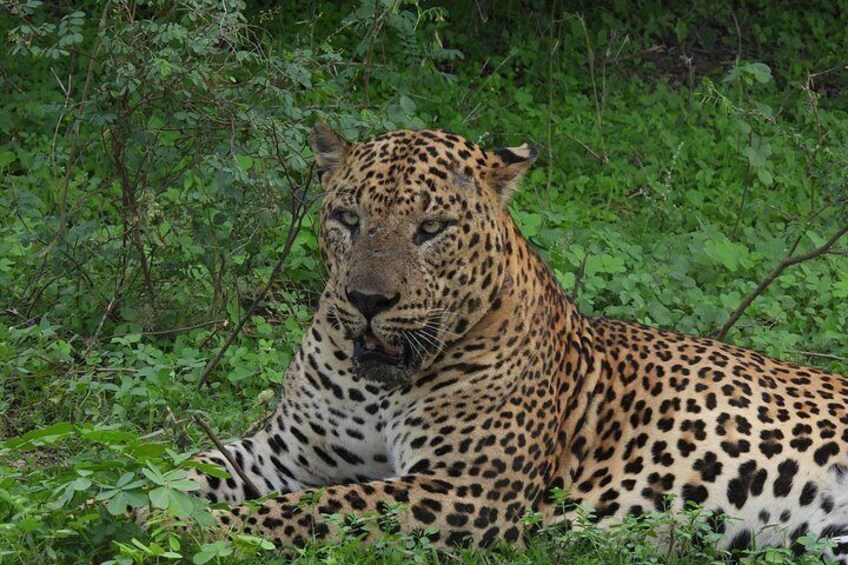 A leopard lying in dense green foliage. 4