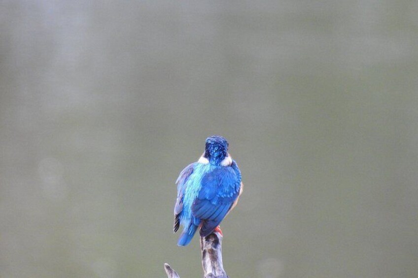 A bird with blue feathers perched on a branch. 5