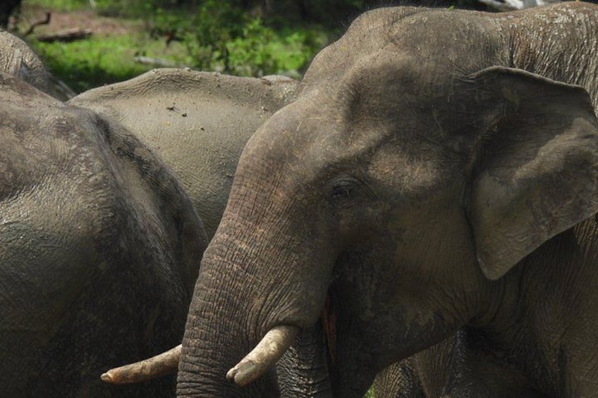 A group of elephants in a natural habitat. 2