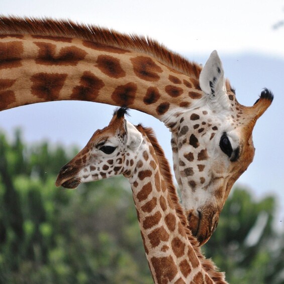 Two giraffes with brown and white patterns, one with a curved neck. 4