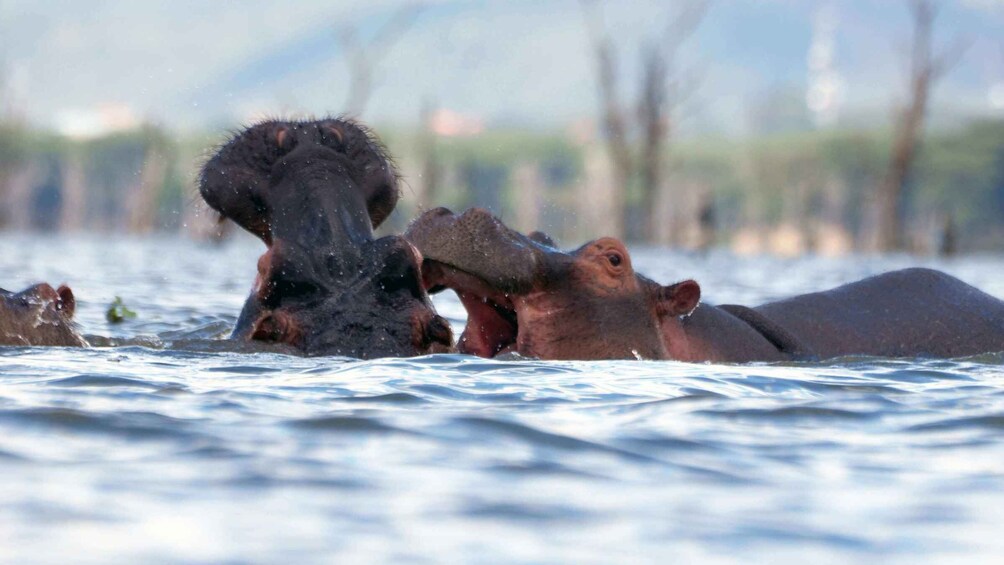 Hippos in water with a blurred background of trees. 2