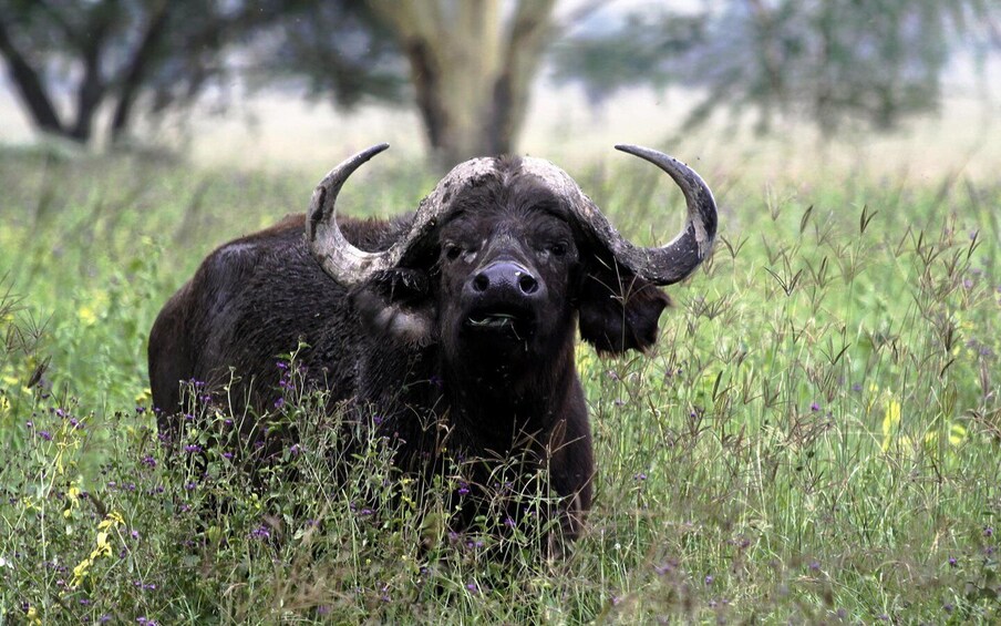 A large black buffalo with prominent horns in a grassy field with scattered purple flowers. 3