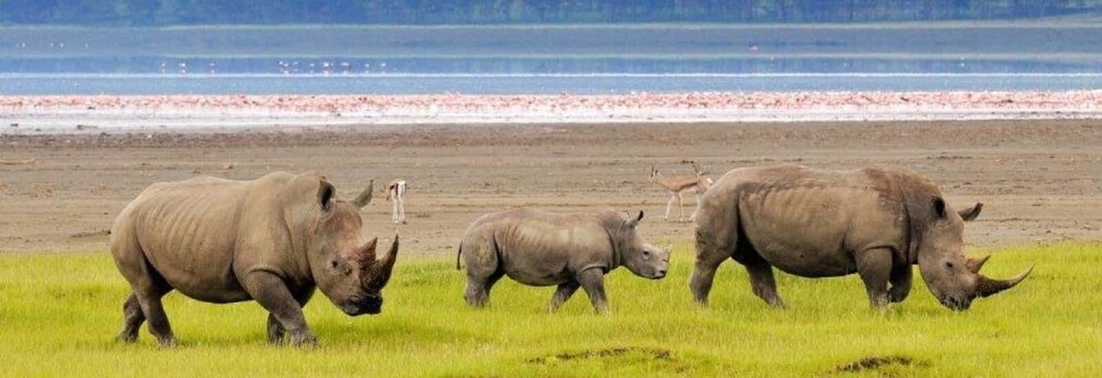 A group of rhinos in a grassy field with a beach and flamingos in the background. 5