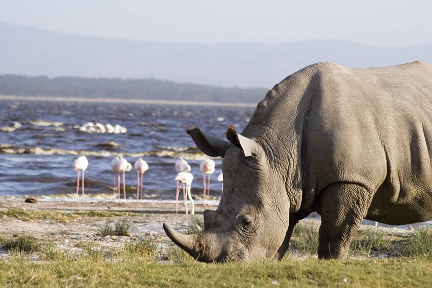 A rhinoceros grazing near a body of water with flamingos in the background. 1