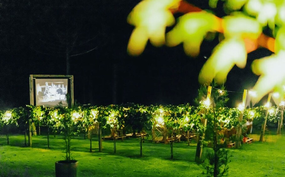A vineyard at night with illuminated plants and a projection screen in the background. 5