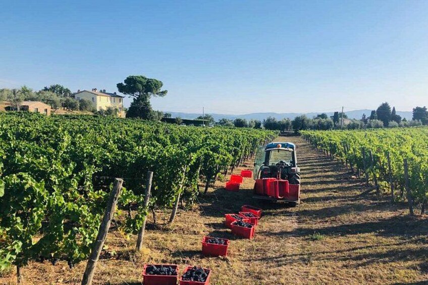 Vineyard Picnic at a Family Winery Near Orvieto 4