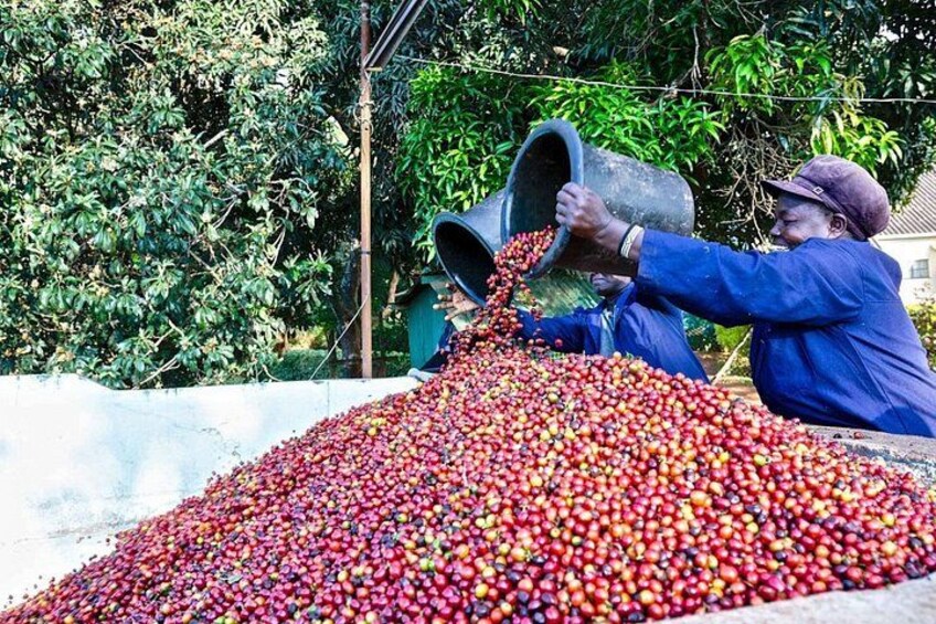 Fairview Coffee Estate Guided Tour with Tasting 1