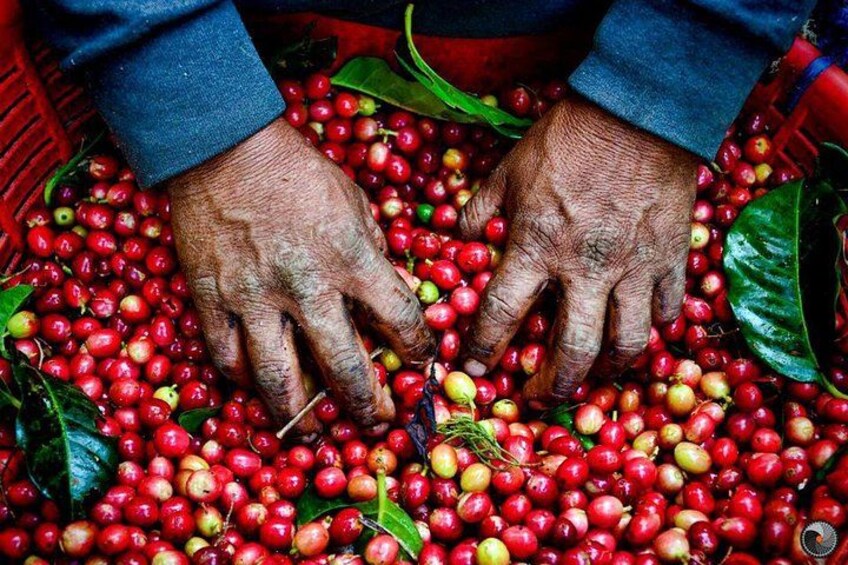 Fairview Coffee Estate Guided Tour with Tasting 4