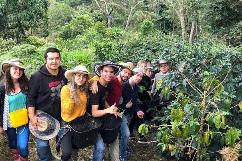 Fairview Coffee Estate Guided Tour with Tasting 5