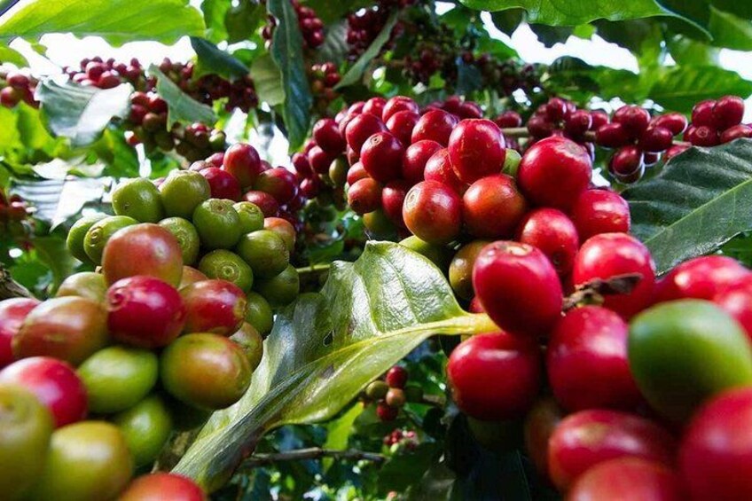 Fairview Coffee Estate Guided Tour with Tasting 2