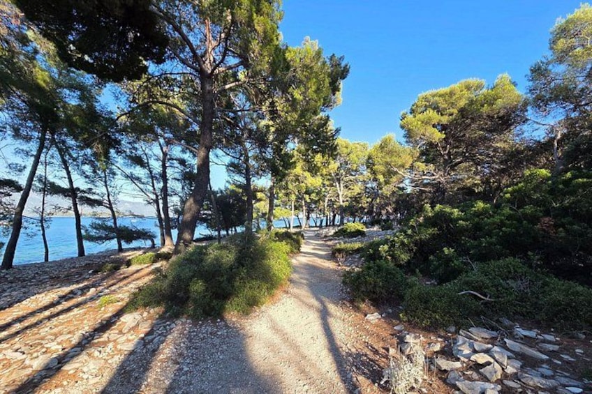 A coastal path with trees and a clear sky. 3