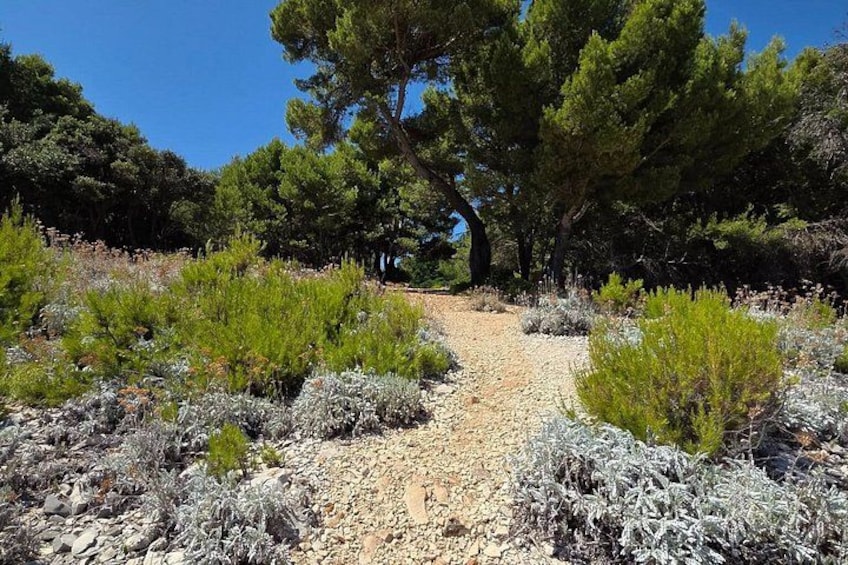 A gravel path surrounded by shrubs and trees. 5