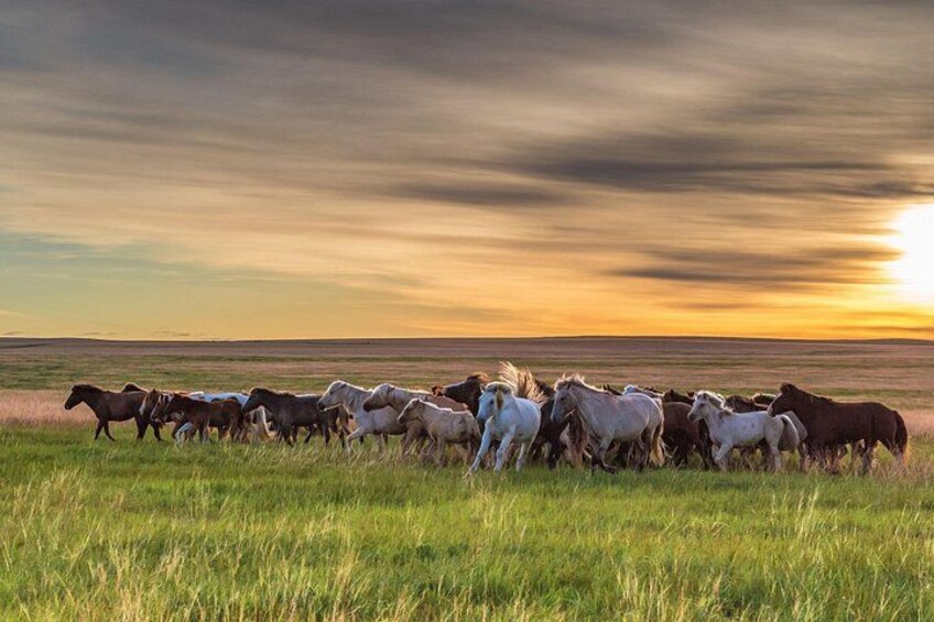 A herd of horses grazing in a field during sunset. 2