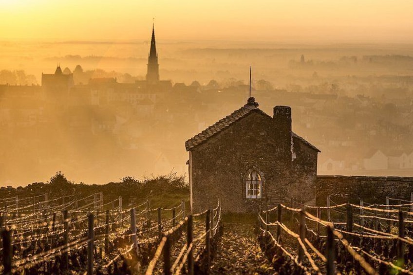 A vineyard with rows of grapevines, a stone building, and a distant church spire. 3