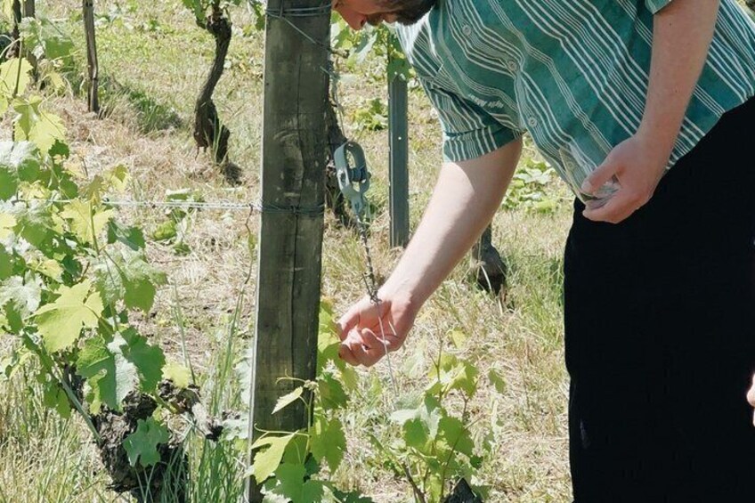 A person using a tool on a plant near a wooden post in a vineyard. 5