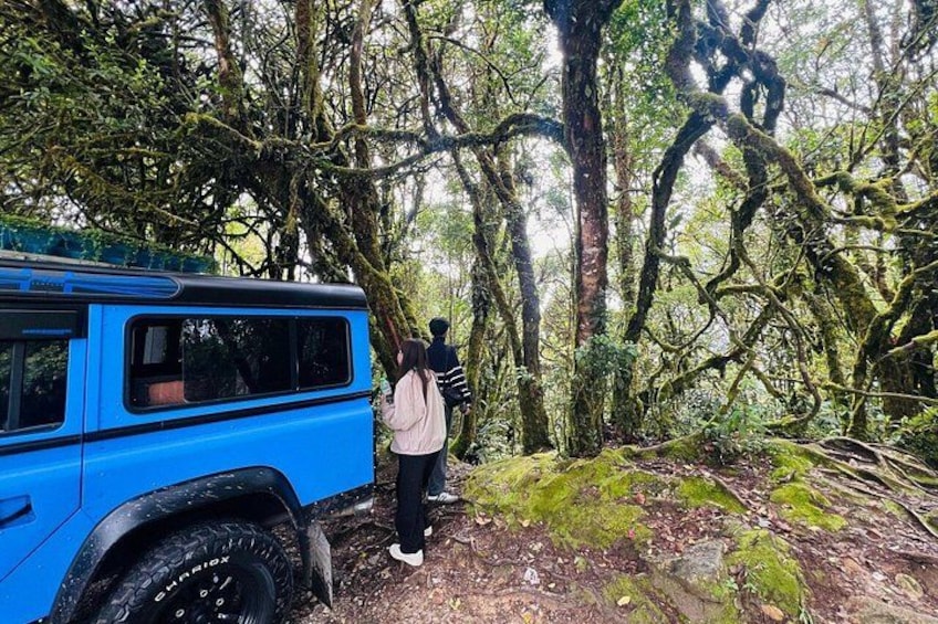 Package A Halfday Mossy Forest Private Tour 2