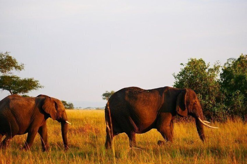 Two elephants walking through a grassy field with trees in the background. 2