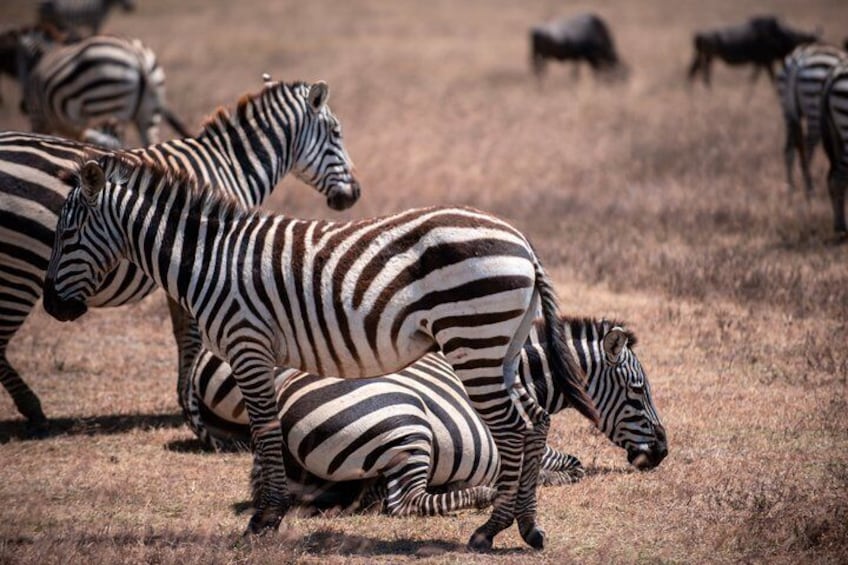 Zebras in a grassy field with some buffalo in the background. 3