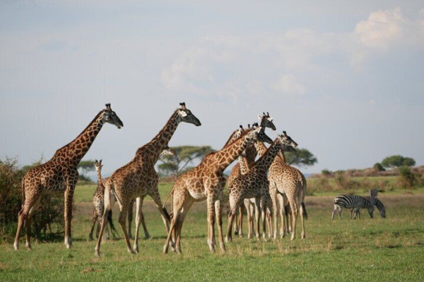 A group of giraffes in a grassy field with a zebra in the background. 4