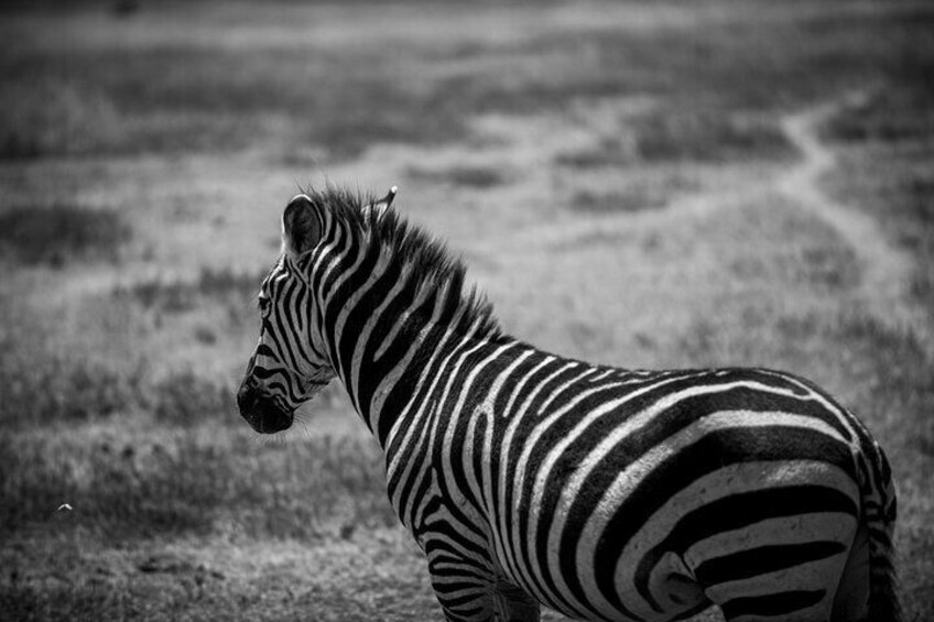 A zebra standing in a field. 5